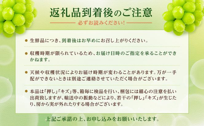 ぶどう 2026年 先行予約 【プレミアムシャインマスカット 晴王 1房 約700g】 赤秀品以上  岡山県船穂産 葡萄 ブドウ ギフト ハレノフルーツ 皮ごと食べる みずみずしい