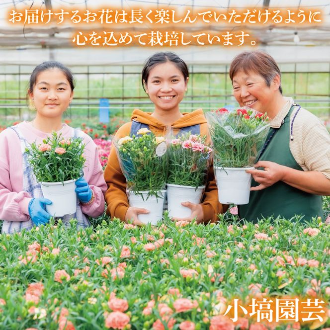 色とりどりのカーネーション （5号鉢） 3色セット 母の日 花 プレゼント (KAQ-1)