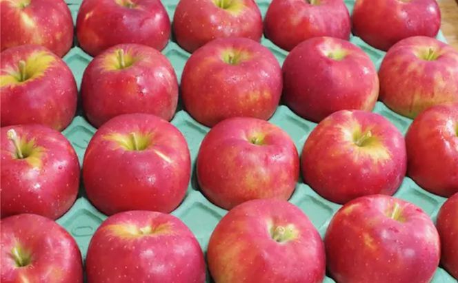 【2026年9月～発送】紅玉 約9kg りんご リンゴ 林檎 果物 フルーツ 長野県 長野 山ノ内町