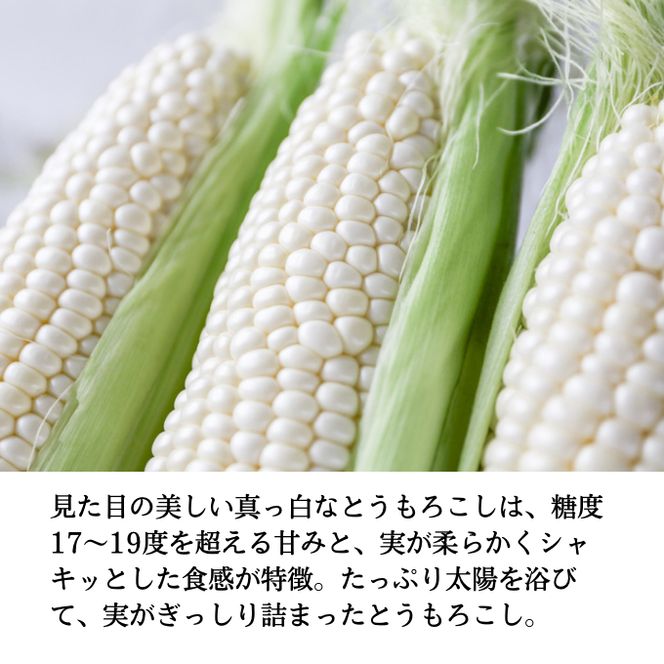  ［2026年先行予約］ 牛窓産とうもろこし まるでフルーツ！ 生で甘い、茹でて美味い！ 白色とうもろこし 「うしまどんな」約4kg（8～12本入り） 野菜 ホワイトコーン 夏野菜 おやつ 間食 お弁当 バーベキュー BBQ
