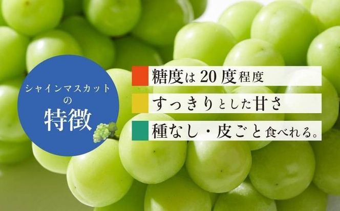 【2025年先行予約】【山梨県都留市ふるさと納税】クール便配送　山梨県産シャインマスカット1.2kg(2～3房)　HD001