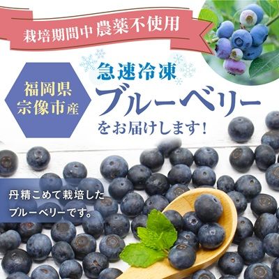 【2026年7月より順次発送】栽培期間中農薬不使用！急速冷凍ブルーベリー 1.2kg 【JAほたるの里】_HA1517