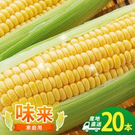 とうもろこし 味来 家庭用 20本 訳アリ トウモロコシ 宮城県産 甘い 夏 朝採れ 訳あり 産地直送 宮城県 大河原町