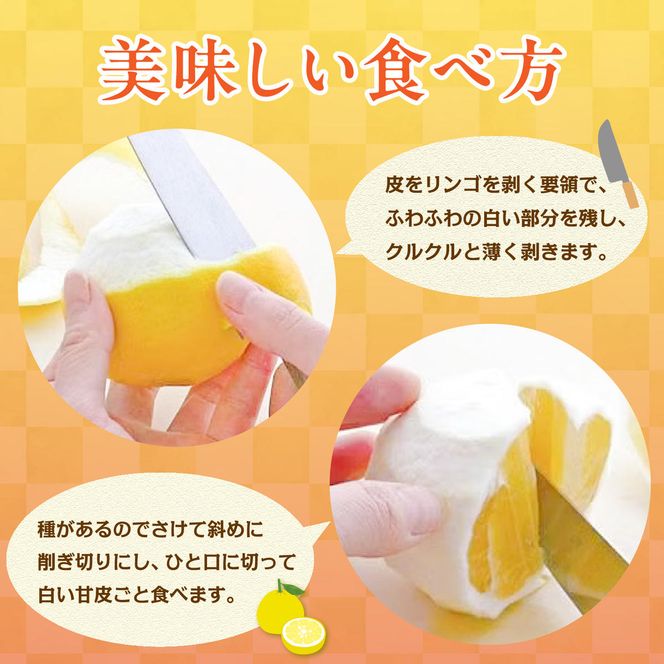 【先行予約】＜果樹園直送＞土佐小夏 特選品贈答用 約5kg 5キロ〈2027年5月下旬～6月下旬頃発送〉  / こなつ 小夏 日向夏 ニューサマーオレンジ 柑橘 かんきつ 柑橘類 フルーツ 果物 くだもの 果実 デザート おやつ【白木果樹園】 [BQAI028]