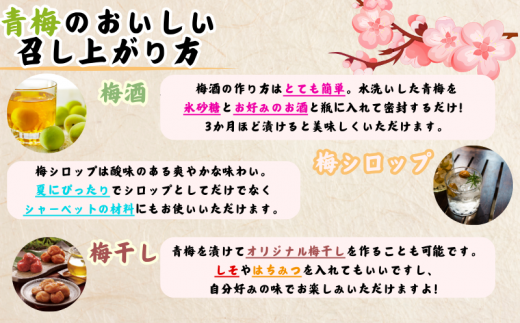  南高梅 青梅 紀州 10kg (L～2Lサイズおまかせ) 紀美野町産 【JAながみね】 / 梅 紀州南高梅 和歌山県産 梅干し 梅酒 梅シロップ 梅ジュース ※2026年6月中旬～6月下旬に順次発送 ※沖縄・離島配送不可 【jan005A】
