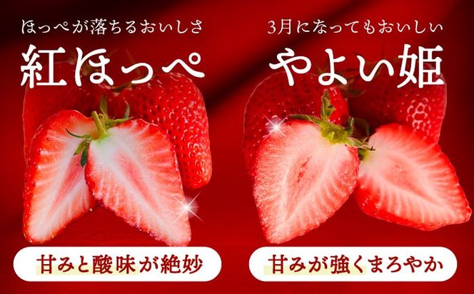 【先行予約】 ＼毎年1月より順次発送／ 〈大玉〉 いちご 詰め合わせ　紅ほっぺorやよい姫×White Fairy 果物 イチゴ フルーツ 愛西市 / くぼ苺農園 【配達不可：北海道・沖縄・離島】[AECJ019]