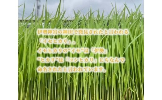 【射水の美味しいお米】【自然栽培農法】自然栽培農家 marufarm 自然栽培米「イセヒカリ」5kg ※2026年10月～発送