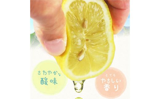 【ご家庭用訳あり】紀州有田産レモン　2.5kg【予約】※2026年3月上旬頃〜2026年3月中旬頃に順次発送予定(お届け日指定不可) レモン れもん 果物 柑橘【uot777】
