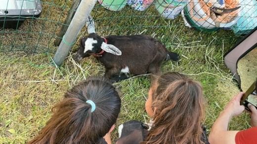 【体験型返礼品】癒しのヤギセラピー体験（来場/1時間/1名）
