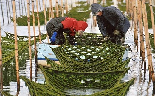 【1-215】松阪　初摘みあおさセット