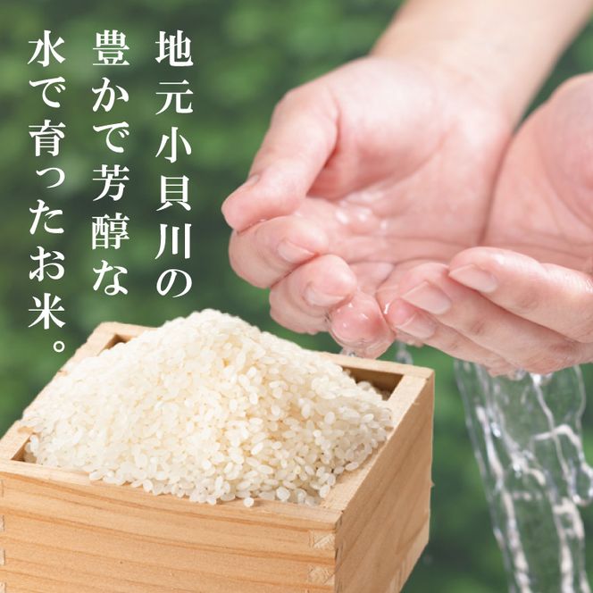 R8年産取手市産あきたこまち 精米10kg（5kg×2袋）|お米 米 白米 茨城県 取手市（BS012-R8）