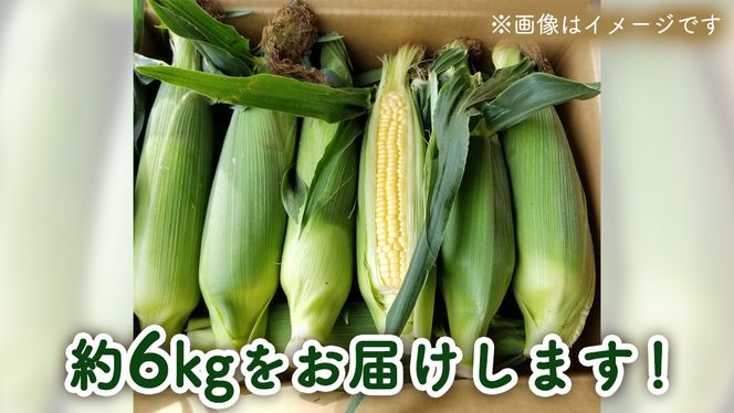 【 先行予約 2025年 6月下旬 以降発送】【 令和7年産 】【 訳あり 】 朝採り とうもろこし （ ゴールドラッシュ ） 約 6kg トウモロコシ スイートコーン コーン 野菜 産地直送 期間限定 岩田さん 昼めし旅 [AX021ya]