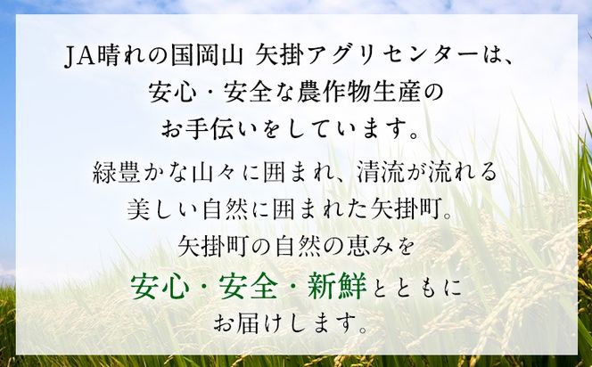 野菜 米 旬の イタリア野菜 2品目 リゾット米 1kg セット 《1月上旬-3月末頃出荷》JA晴れの国 矢掛アグリセンター 野菜 ねぎ ネギ 国産 イタリア リーキ プレコーチェ カタローニャ 西洋 リゾット 送料無料---osy_cjyaibr_af13_26_10000_s---