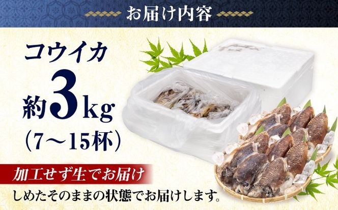 築上町で捕れた コウイカ 約3kg (7〜15杯)《築上町》【明青丸】 いか イカ 海鮮 おつまみ 新鮮 海鮮丼 刺し身[ABCB008]