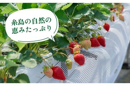 【先行予約】糸島産 あまおう ギフト 箱 ( 24-30粒 ) 【2024年12月上旬以降順次発送】 《糸島》【南国フルーツ株式会社】