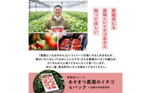 【2026年春収穫分】【先行予約】紅ほっぺ 4パック（約720g） | いちご イチゴ 苺 大福 ジャム タルト アイス ケーキ ギフト あかまつ農園 ※離島への配送不可 ※2026年2月中旬頃より順次発送予定