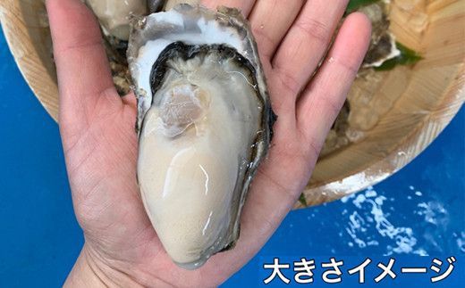 北海道 仙鳳趾名産 牡蠣 100g～149g×12コ＋かきナイフ付き かき漁師直送 K1-3＜出荷時期：2025年10月以降 順次出荷＞＜センポウシ : 釧路町の東 厚岸湾の西 カキの名産地＞ | せんぽうし 牡蠣 生食用 殻付き 牡蠣 絶品 産地直送 北海道 釧路町 釧路超 特産品 121-1266-39