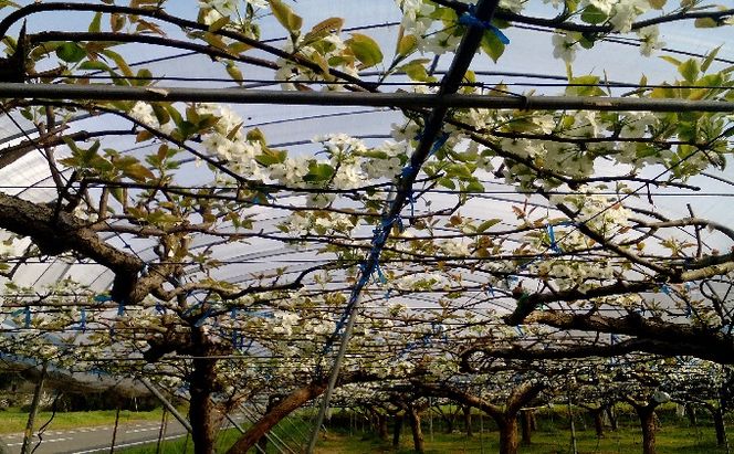 梨 5kg 先行予約 錦の梨 約9玉～14玉 フルーツ なし ナシ 果物 デザート 2026年発送 古里農園 配送不可:離島 