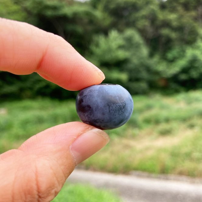【淡路島産】大粒ブルーベリー 700g 冷凍生果《栽培期間中、無農薬栽培》　ブルーベリー