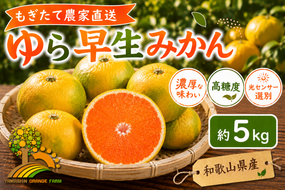 【先行予約】ゆら早生 みかん 濃厚な味わい 約5kg 希少品種《有機質肥料100％》極早生 ｜ 由良 ゆら 早生 わせ 柑橘 果物 くだもの フルーツ 和歌山 有田