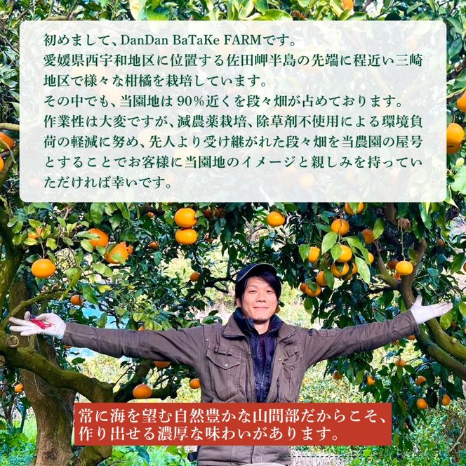 【先行予約】【家庭用】はるみ 約5kg | 柑橘 みかん 果物 フルーツ 愛媛県産 農家直送 　※離島への配送不可　※2027年1月下旬から順次発送予定 IKTAU004