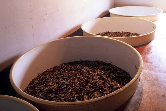 秋田しょっつる ハタハタ100% 130g×3本【簡易包装での発送】 [調味料 塩魚汁 魚醤 日本三大魚醤 ナンプラー かくし味 味付け 料理 国産 秋田]|23_moj-210301