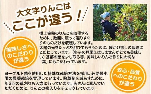 りんご・梨カテゴリ人気ランキング入り！≪12月末までの受付*無くなり次第終了≫【12月上旬より順次発送】大文字りんご園 サンふじ『大玉 約5kg』 (約10～12玉)  / 樹上完熟 りんご リンゴ 林檎 果物 くだもの フルーツ 甘い 旬 産地直送 予約 先行予約【dma513-sf-5D-big】