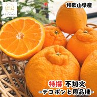 ［先行予約］特選 濃厚 不知火 5kg ［MS143］ 303446_XD90295