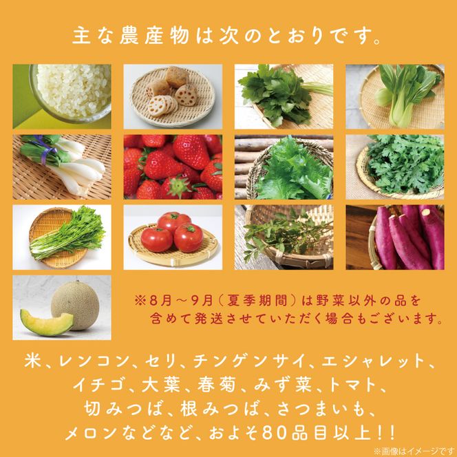 【3ヶ月定期便】野菜王国なめがたの旬野菜便(米 5kg入り)｜野菜 やさい 米 お米 旬 野菜セット セット 茨城県 行方市(CU-136)