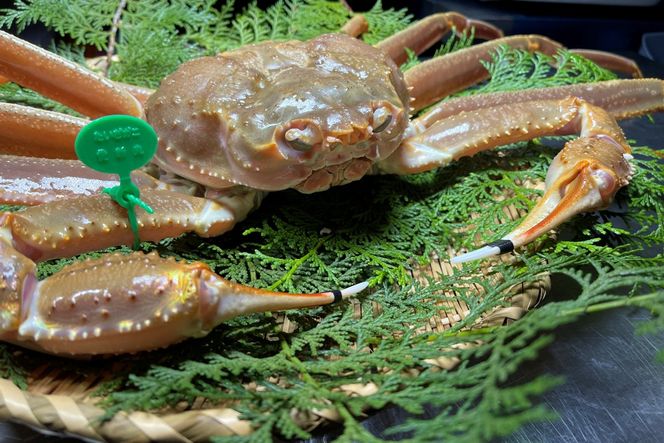 間人漁港仲買人の丸友鮮魚三代目・自慢の間人ガニ【冷凍】生・訳アリ（ズワイガニ）[真空調理済み]　MG00017