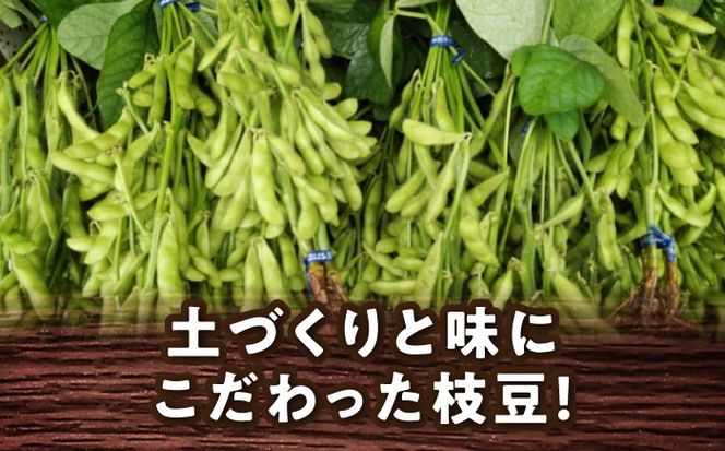 ＼産地直送/愛西市産 枝豆3kg 野菜 枝豆 おつまみ 愛西市 / お米の三輪[AECM004]