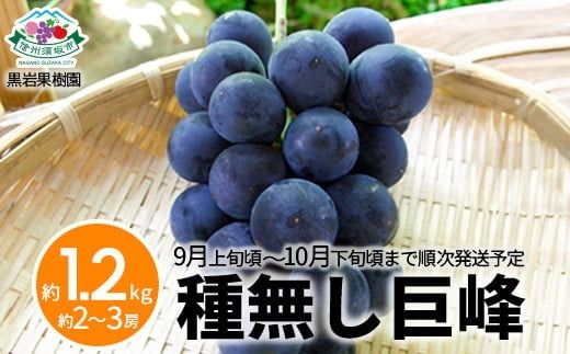 種無し巨峰 約1.2kg (約2～3房)《黒岩果樹園》■2025年発送■※9月上旬頃～10月下旬頃まで順次発送予定