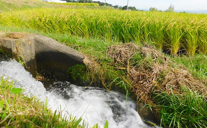 小諸市糠地産こしひかり 「深沢清流米」6kg（2kg×3袋）長野 信州 コシヒカリ 精米 美味しいお米 お取り寄せ おこめ 白米