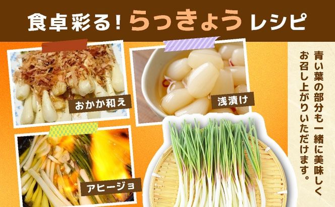 ≪2026年2月下旬～5月下旬発送≫採れたて島らっきょう 500g 【 沖縄県 石垣市 野菜 らっきょう 島らっきょう おつまみ 採れたて 料理 漬物 天ぷら おかぴ農園 産地直送 】OK-004