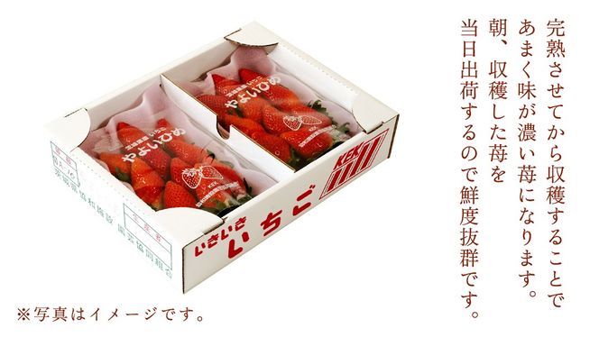 【 年内お届け 】 完熟 いちご 4パック 大粒 いちご 苺 イチゴ フルーツ 果物 [AF114ci]