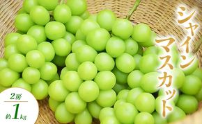 シャインマスカット 1～2房 約1kg ぶどう ブドウ 葡萄 マスカット 果物 フルーツ 長野県 長野 山ノ内町
