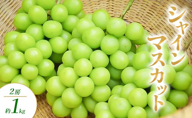 シャインマスカット 1～2房 約1kg ぶどう ブドウ 葡萄 マスカット 果物 フルーツ 長野県 長野 山ノ内町