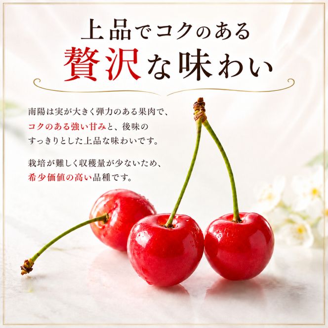 2027年発送 北海道 仁木町産 さくらんぼ 南陽 600g(300g×2パック)　Lサイズ以上 旬 桜桃 産地直送 サクランボ チェリー フルーツ 果物 果物類  仁木町 仁木 [松山商店]