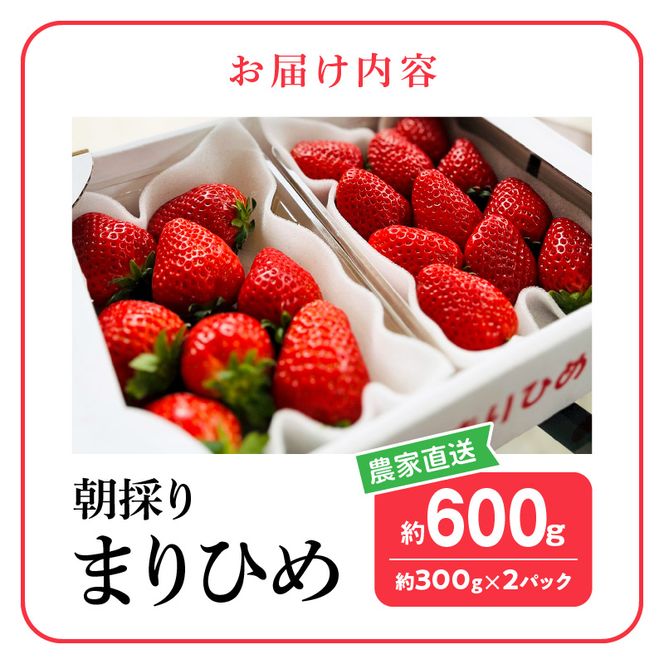 朝摘み 完熟 まりひめ いちご 約300g×2パック (合計約600g)_AB7334