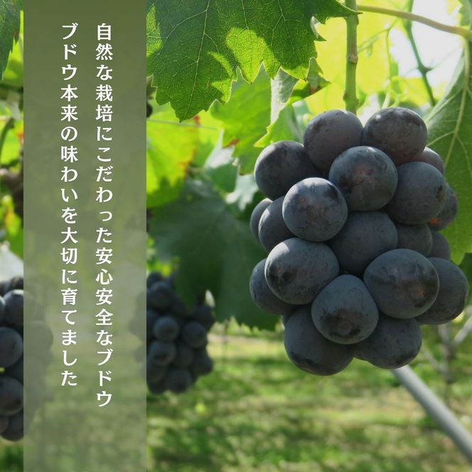 【2026年9月～発送】種あり巨峰 約2kg 安心安全 こだわりの栽培方法 除草剤不使用 栽培期間中 ネオニコチノイド系農薬不使用 化学合成肥料不使用 