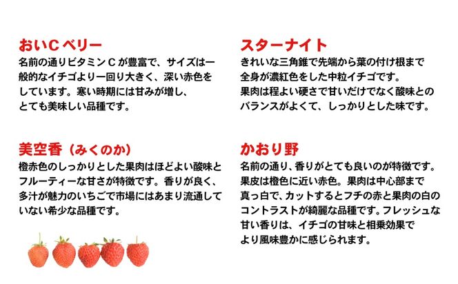 【 先行予約 2027年1月中旬以降発送 】 数量限定 農家直送 ♪ 八千代町産 いちご ボリュームパック （ 4パック ） 人気 の 詰め合わせ セット イチゴ 苺 季節限定 茨城県 フルーツ 果物 食べ比べ セット [AJ002ya]
