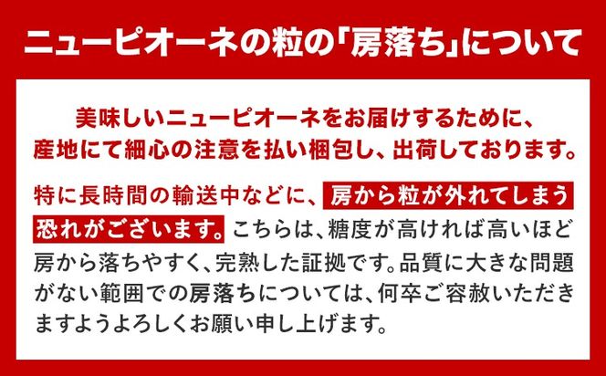 岡山県産 ニューピオーネ 選べる 約600g 1房 約1.2kg 2房《8月下旬-10月中旬頃出荷》岡山県 笠岡市 葡萄 果物 秀品 スイーツ フルーツ デザート 秋旬---kasaoka_zsy_36_06---