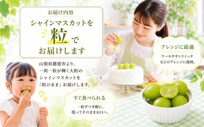 【2027年発送】 シャインマスカット 粒 山梨県産 選べる4容量 約500g 約1.3kg 約1.5kg 約2.0kg ｜シャインマスカット ぶどう 　葡萄　ブドウ　山梨県　都留市 くだもの　果物 フルーツ 大人気 送料無料 粒のまま FB022_056