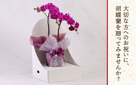 胡蝶蘭 ミディ 2本立ち 糸島市 / 平野園芸 花 生花 [AMI002] 胡蝶蘭 蘭 生花 花 ギフト 贈り物 お祝い ミディ 自家用 自宅用 ピンク