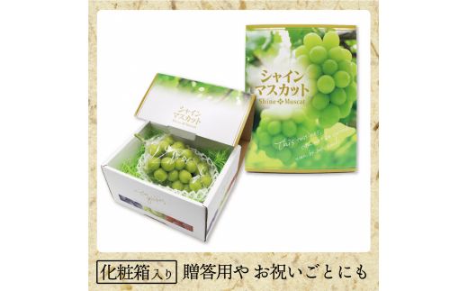 【先行予約】JAむなかた厳選【むなかた産シャインマスカット】1房(800ｇ以上)【JAほたるの里】_AS0913-00