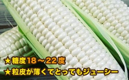 【 先行予約：2024年7月以降順次発送 】 糸島 トウモロコシ 『もきっこ』 白 （ 8～10本 ） 《糸島》 【内田農業】 [AZH002]