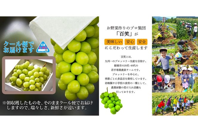 【A7-070】シャインマスカット2房(約1kg)＜2026年8月中旬から発送開始分先行予約＞