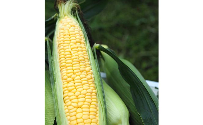 朝採り スイートコーン (10本入) とうもろこし ※離島配送不可