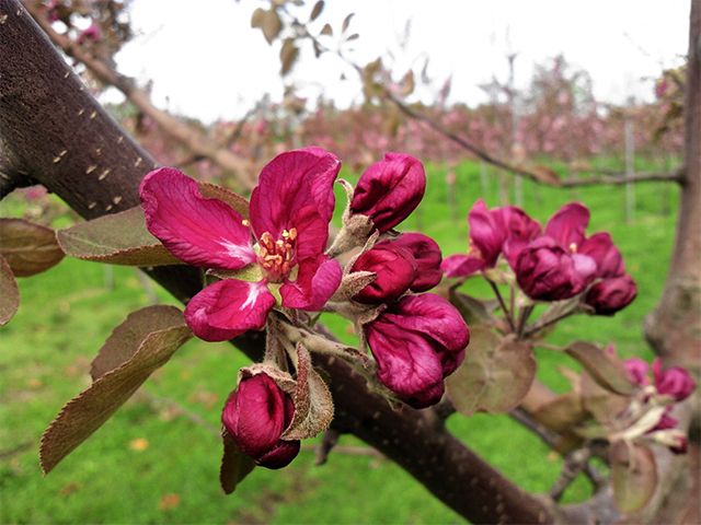 風丸農場 千雪りんごと赤いりんごのジュースセット 無添加 青森県産 720ml各1本 計2本 飲料類 果汁 酸味 さっぱり ポリフェノール 不思議 甘さ 香り 