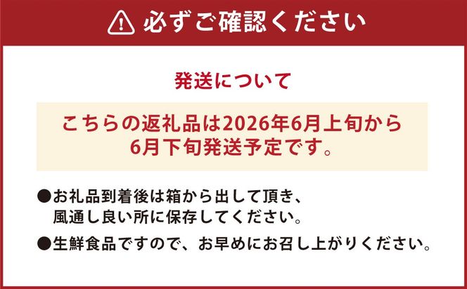 【先行受付】 とうもろこし ピュアホワイト 約4kg （11～16本） トウモロコシ 白いとうもろこし 白いスイートコーン コーン 野菜 【2026年6月上旬から6月下旬発送予定】